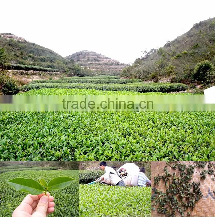 Anxi Ti Kwan Yin Oolong Tea