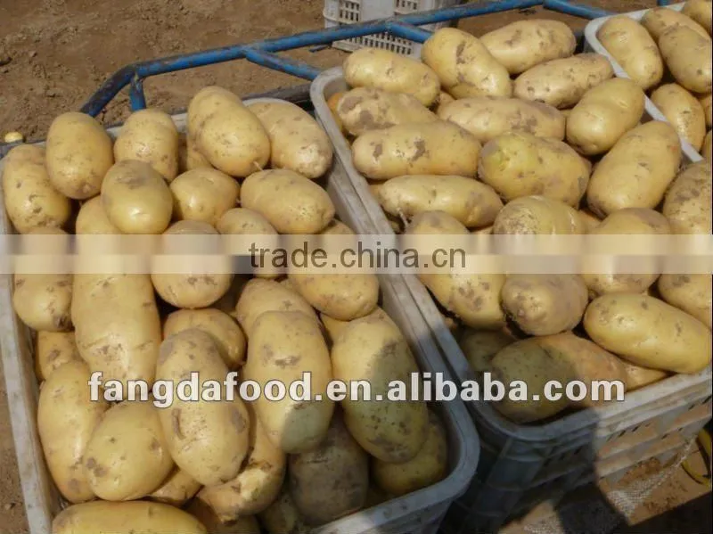 China fresh Holland potato