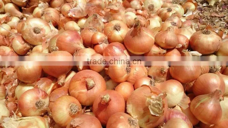 Egyptian onion from FOR WELL