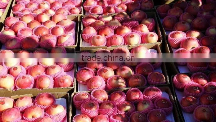 new 2016 Professional Delicious High Quality Fresh Red Hanfu Apple