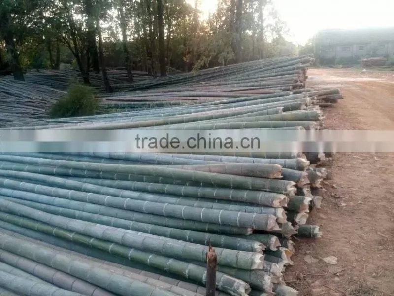bamboo for garden fense
