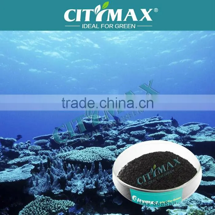 Fucoxanthin Seaweed Extract