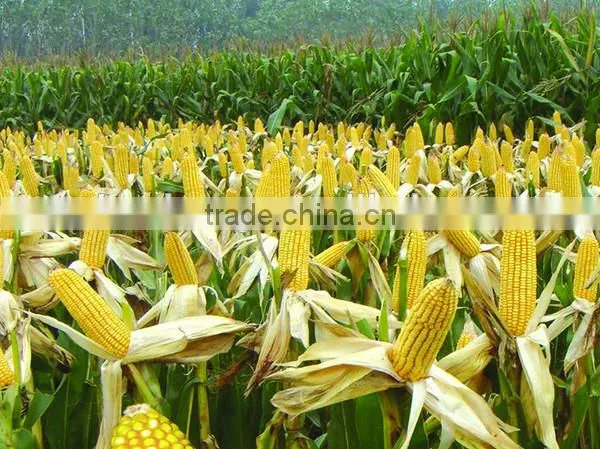 Middle Size Sweet Corn Harvester with Factory Prices