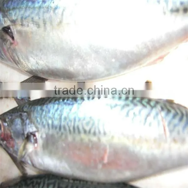 frozen fresh fish