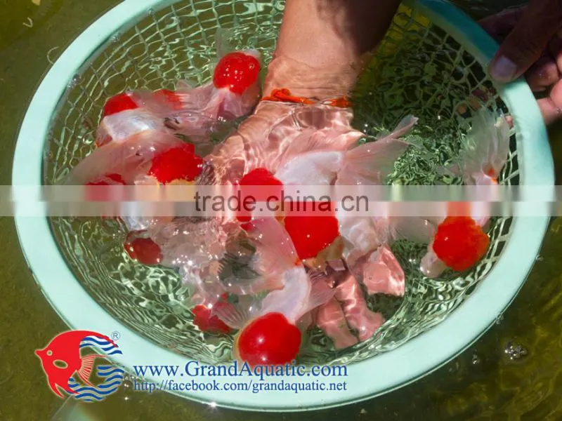 Aquarium Fish Farm