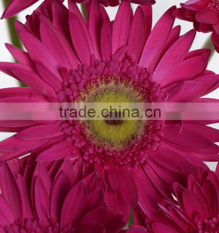 Factory Purple Petal gerbera fresh flower