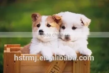 Good WPC Extrusion Mould For Animal Box