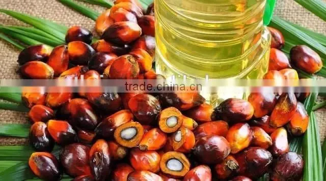 Professional China supplier palm oil extraction machine/ palm kernel shelling machine for sale