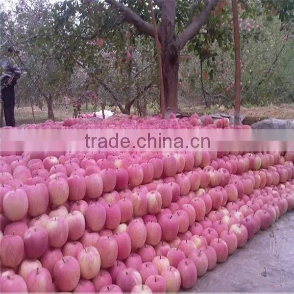 2015 fresh Fuji apple on sale in hot sale season with high quality and lowest price
