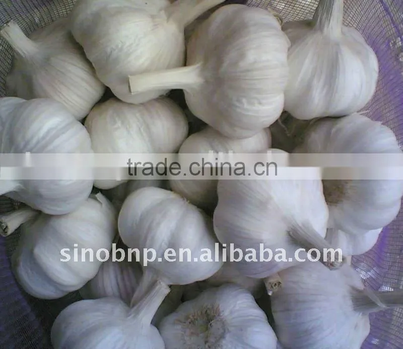Pure Natural and High Quality Garlic Extract Oil from BNP
