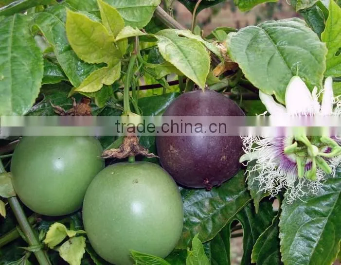 Frozen Passion Fruit With Seeds
