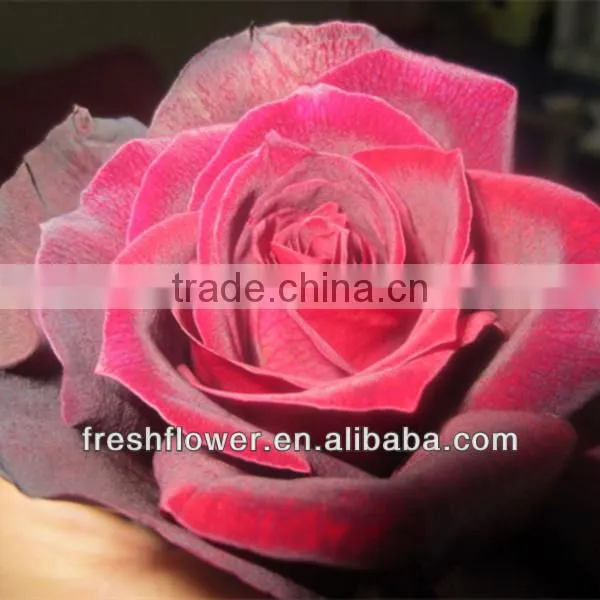 Valentine's day fresh flower