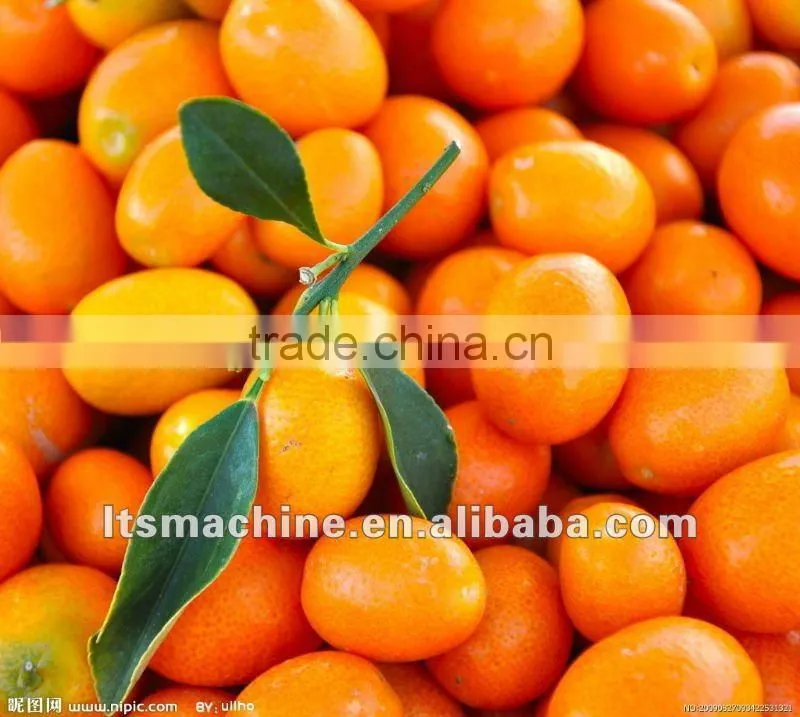 Electronic Fruit & Vegetable Washing Waxing and Grading Machine