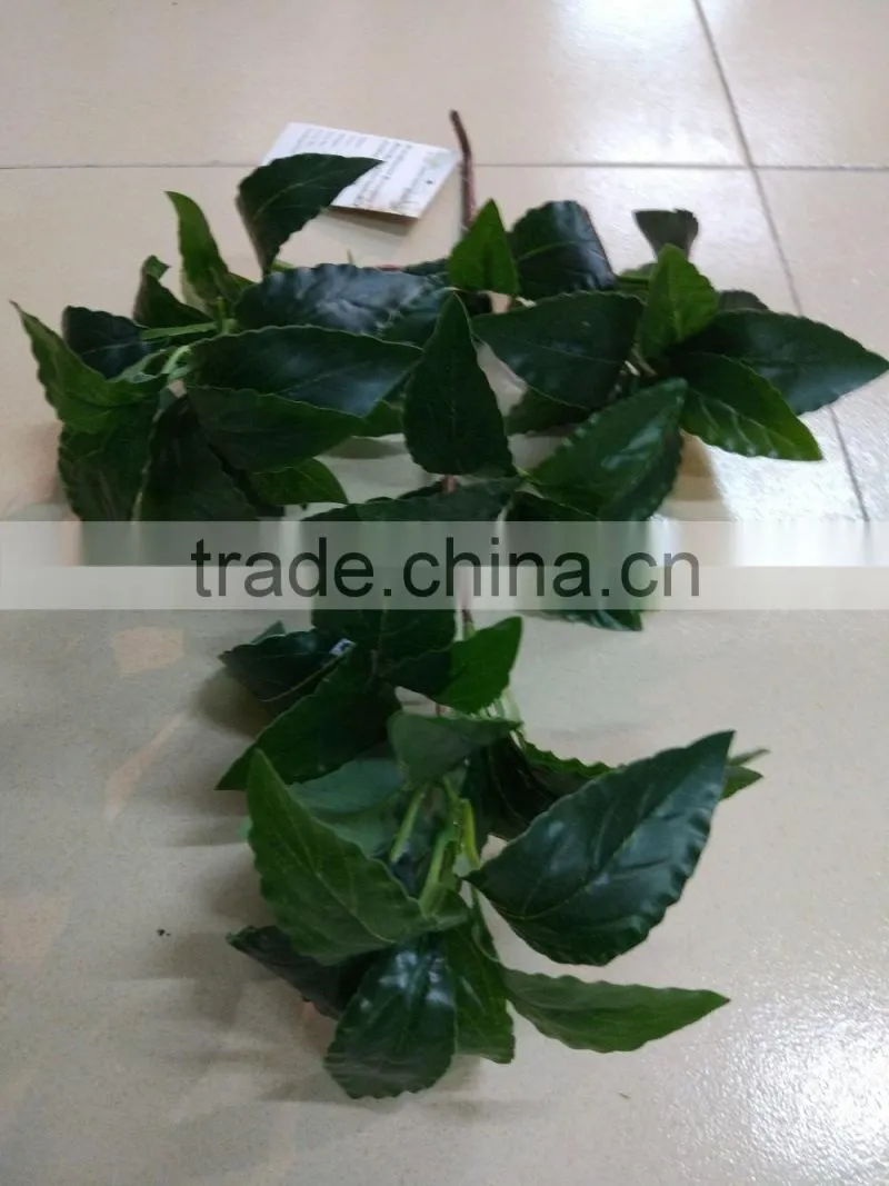 CHY070908 High quality tree leaves/Bay leaf craft/bay leaf production