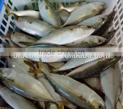 Whole Round Frozen Indian Mackerel Fish