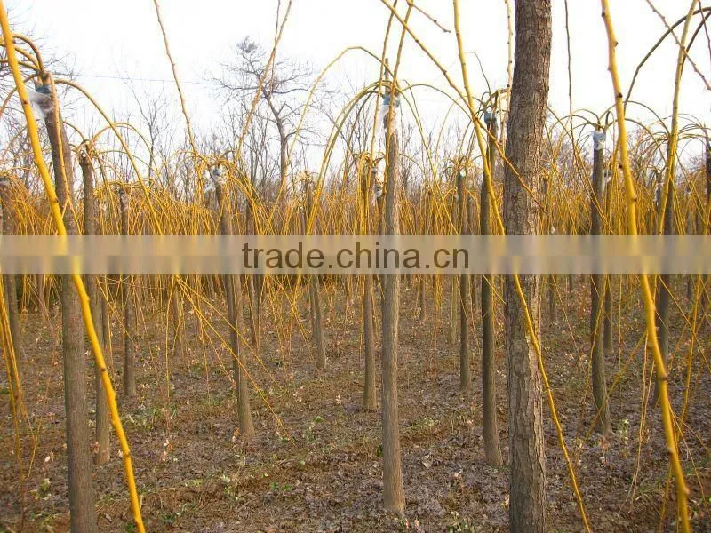 Sophora japonica golden color leaves