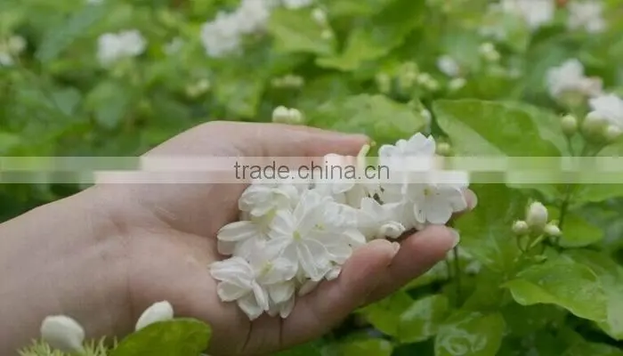 China fresh Jasmine tea,Strong jasmine taste bitan piaoxue,Natural and Organic Bitanpiaoxue Flavor Tea