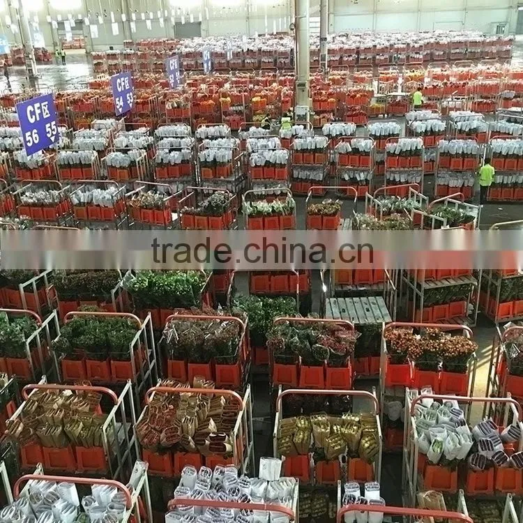Colorful Best-Selling fragrant violet flowers