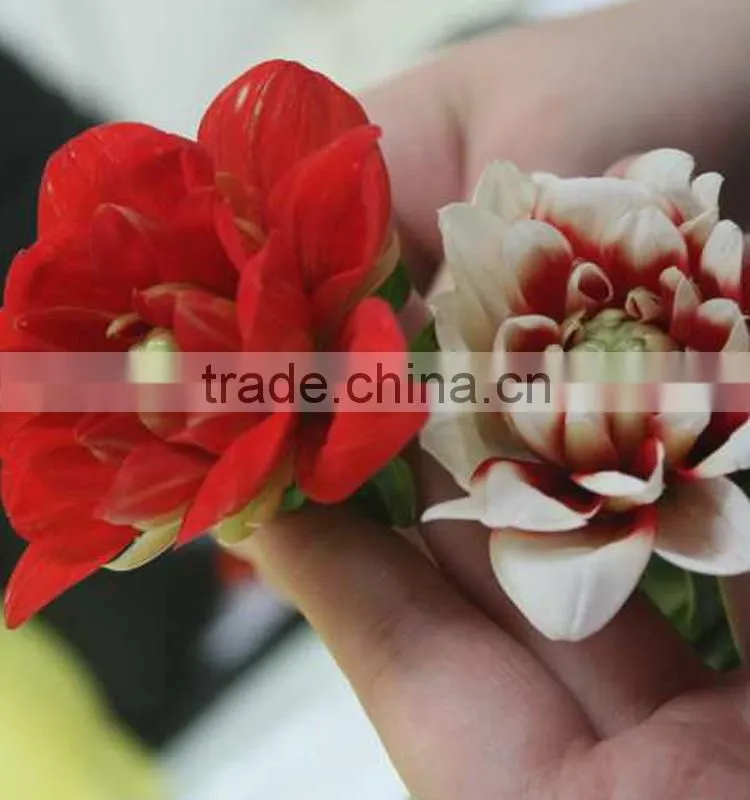 Cut Fresh latest dahlia plants