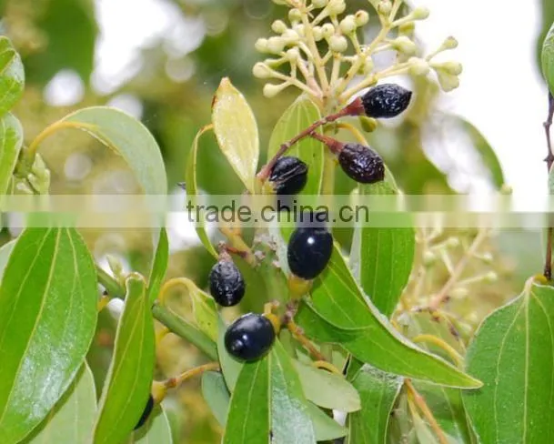 100 pure natural Cinnamon essential oil