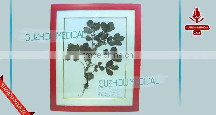 Medicinal Plants Herbarium