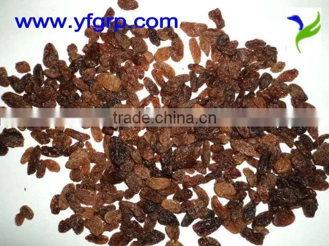 Jumbo Red Raisin