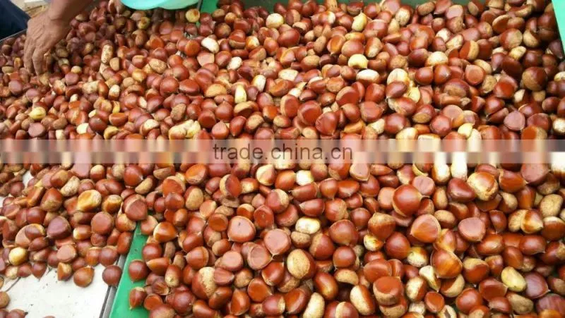 chinese chestnut