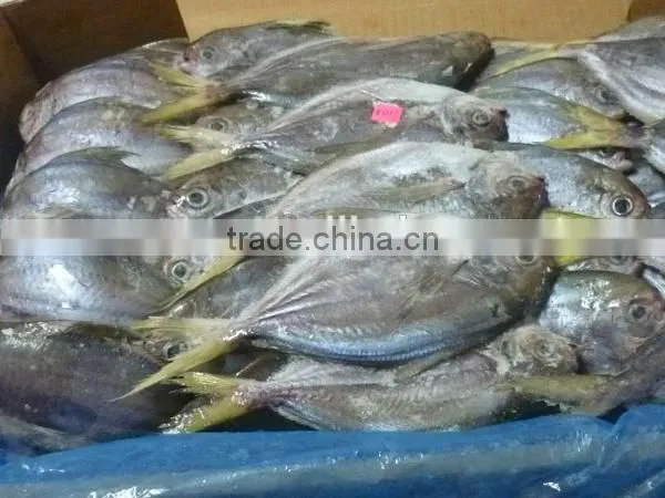 frozen whole fresh China butterfish