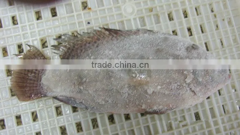 cheap frozen fish tilapia