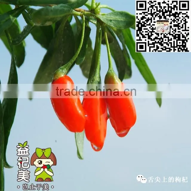 GOJI BERRIES----best quality ! --CCTV1