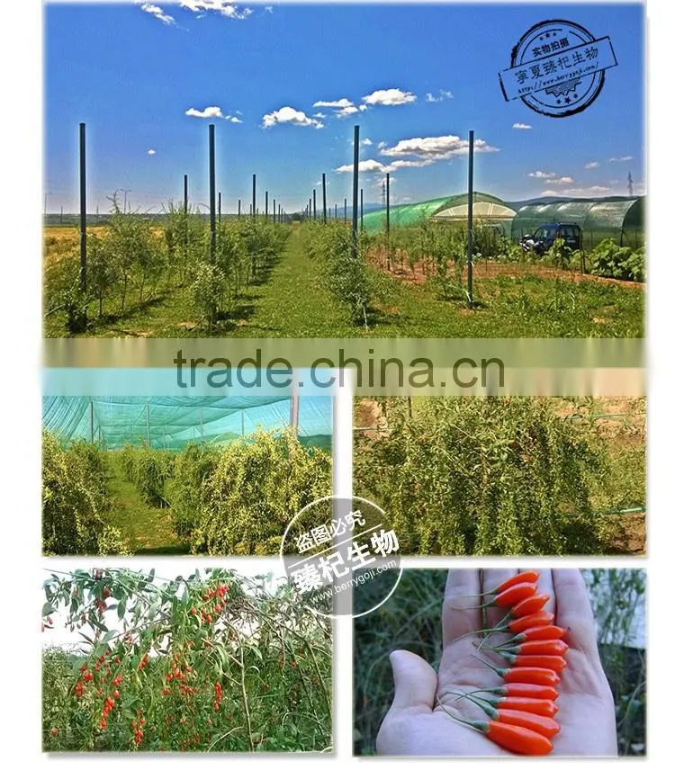NQ1 Goji Seeds