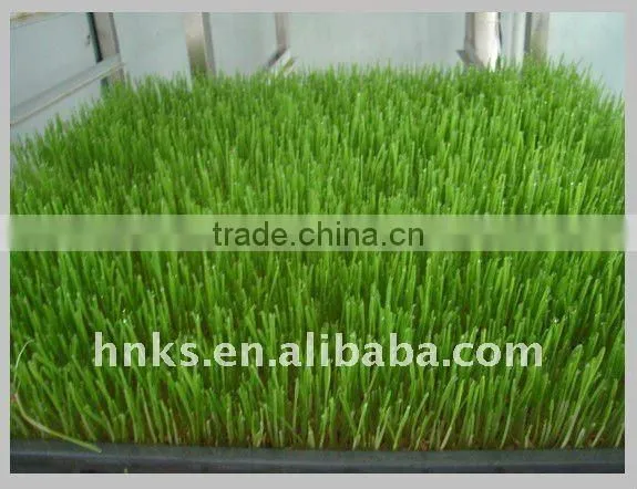 bean/barley sprout making machine for sale