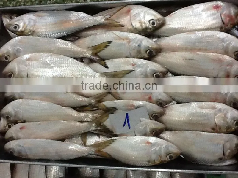 FROZEN SARDINE FISH/ SHAD FISH/ SIZE 4/6