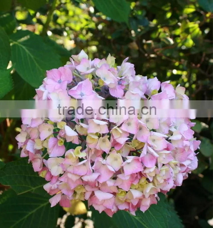 Low price Cheapest hydrangea flowers bonsai