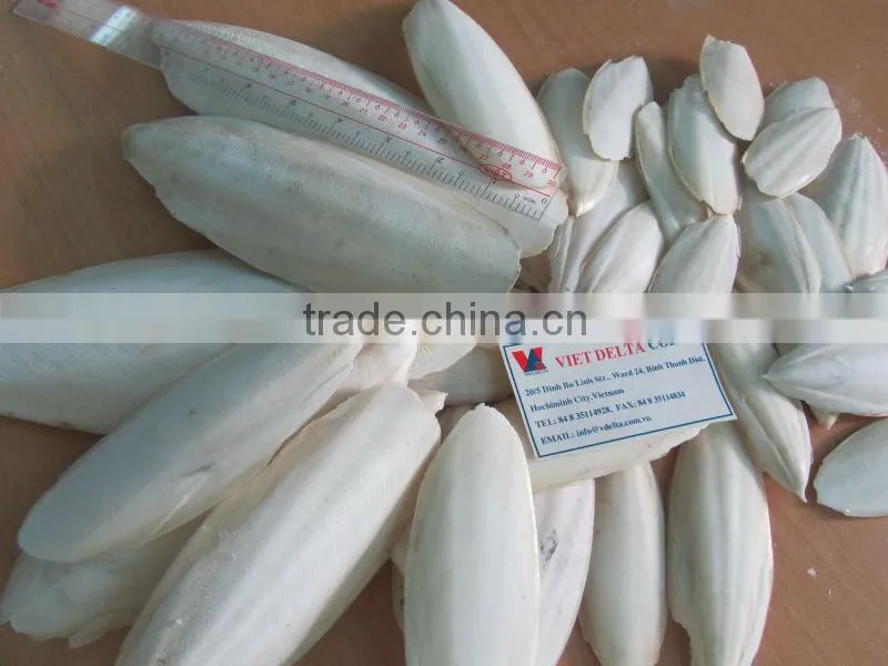 cuttlefish bone