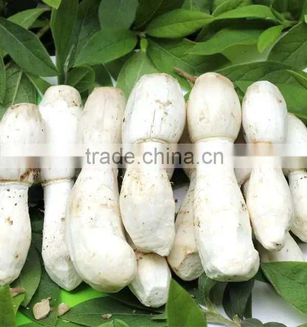 Dry Coprinus Comatus Mushroom China