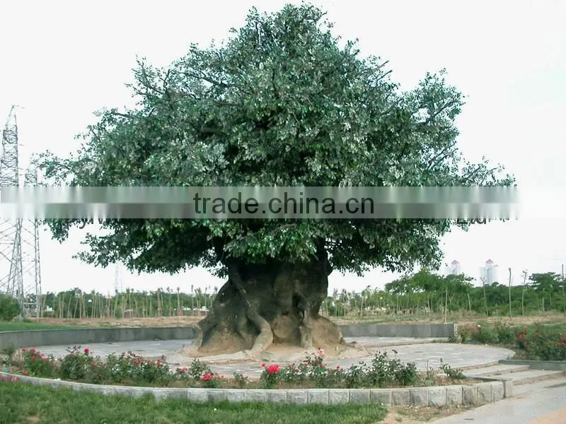 wholesale artificial banyan tree/Ficus religiosa