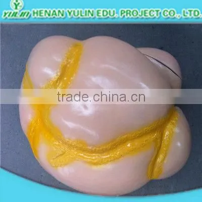 teaching anatomical three parts human heart model