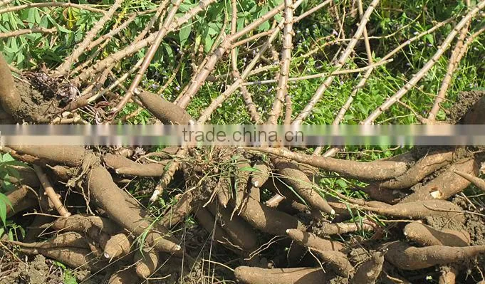 High Quality & Good Price Cassava chips