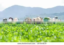 Vietnam GREEN TEA - ORGANIC TEA
