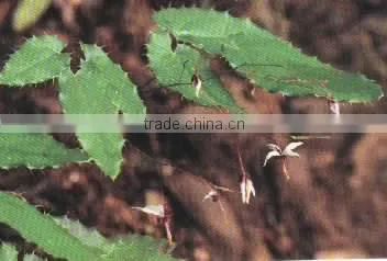 Hot Product Penis Herbal Medicine Horny Goat weed Extract Horny Goat weed Powder
