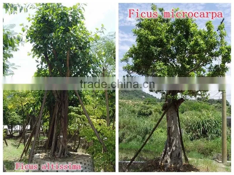 for outdoor landscaping ornamental bonsai plants