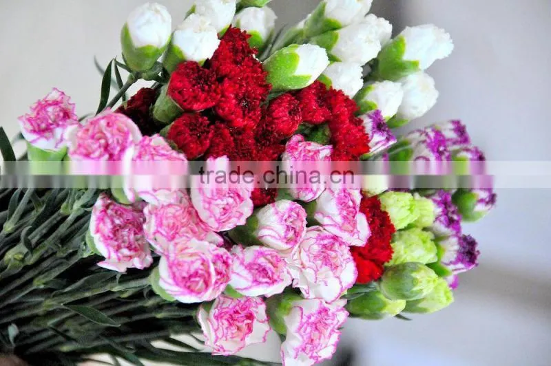 Fresh cut muticolor carnation flower