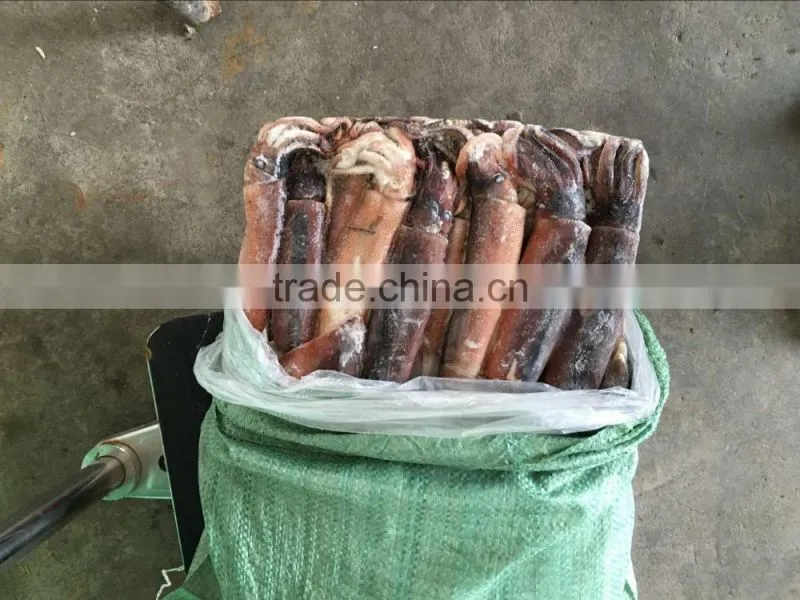 Frozen Squid Frozen Illex Argentinus Squid