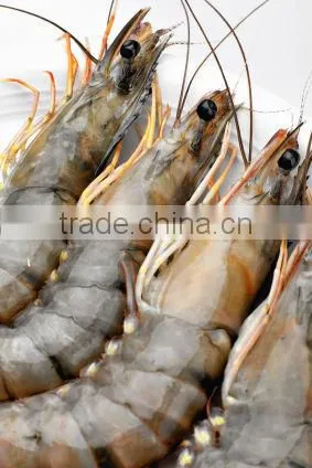 Black Tiger Prawn