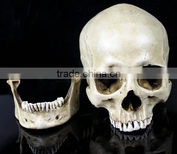 Human Resin Skull Model for Halloween