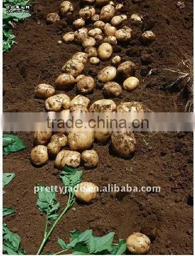 Farm fresh potato
