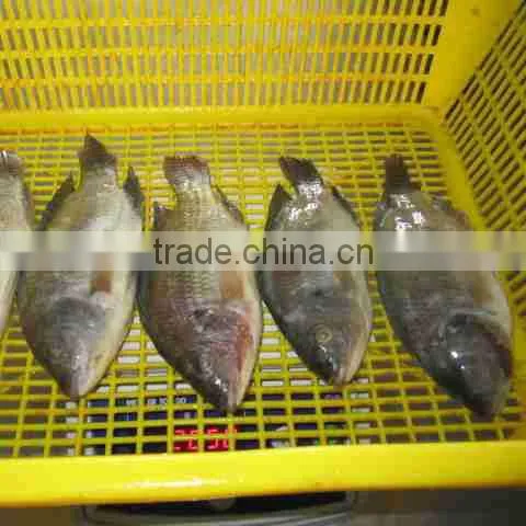 Frozen black tilapia GS