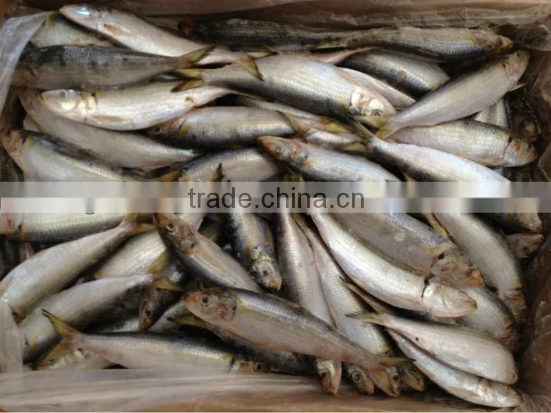 New caught whole round frozen sardine 15-20pcs/kg for cannery