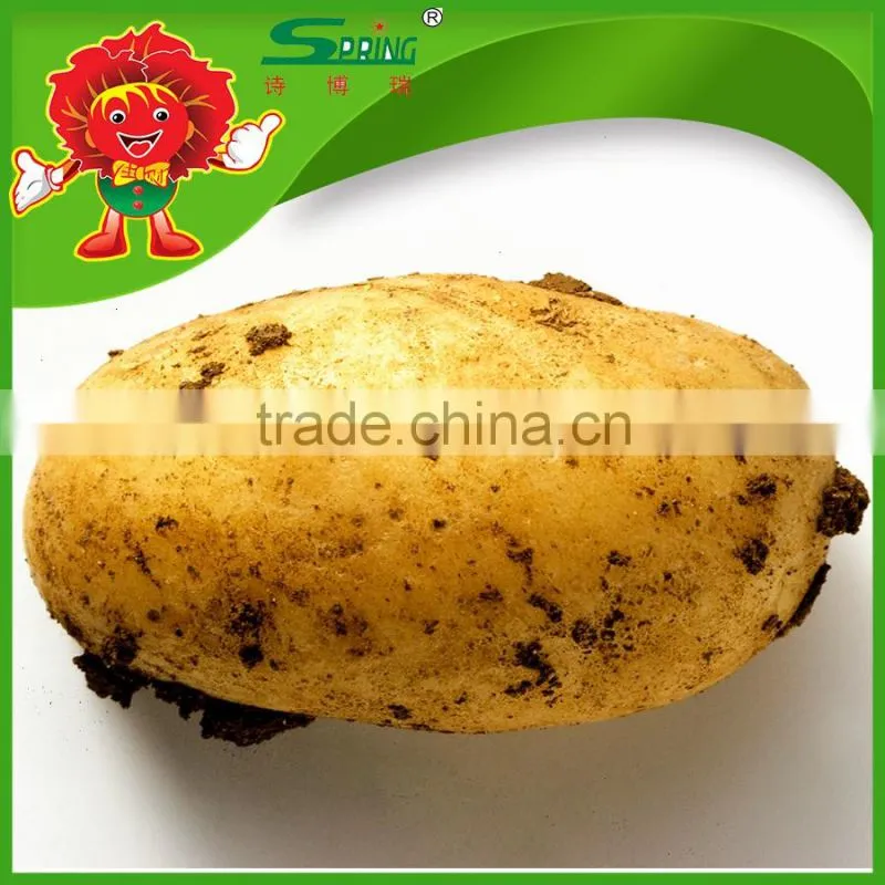 All year round yellow potato fresh purple sweet potato